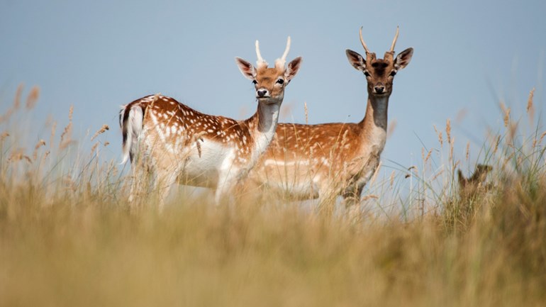 Amsterdamse Waterleidingduinen
